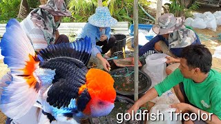 Goldfish Tricolor Oranda ปลาทอง3สีเงินล้าน Sakchai Farm EP.2#ป้าตุ้ย ร้อยรูปเล่าเรื่อง