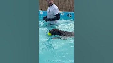 Chocolate Labrador Daisys 2nd swim, she’s so confident now 🐾💦💕🇬🇧