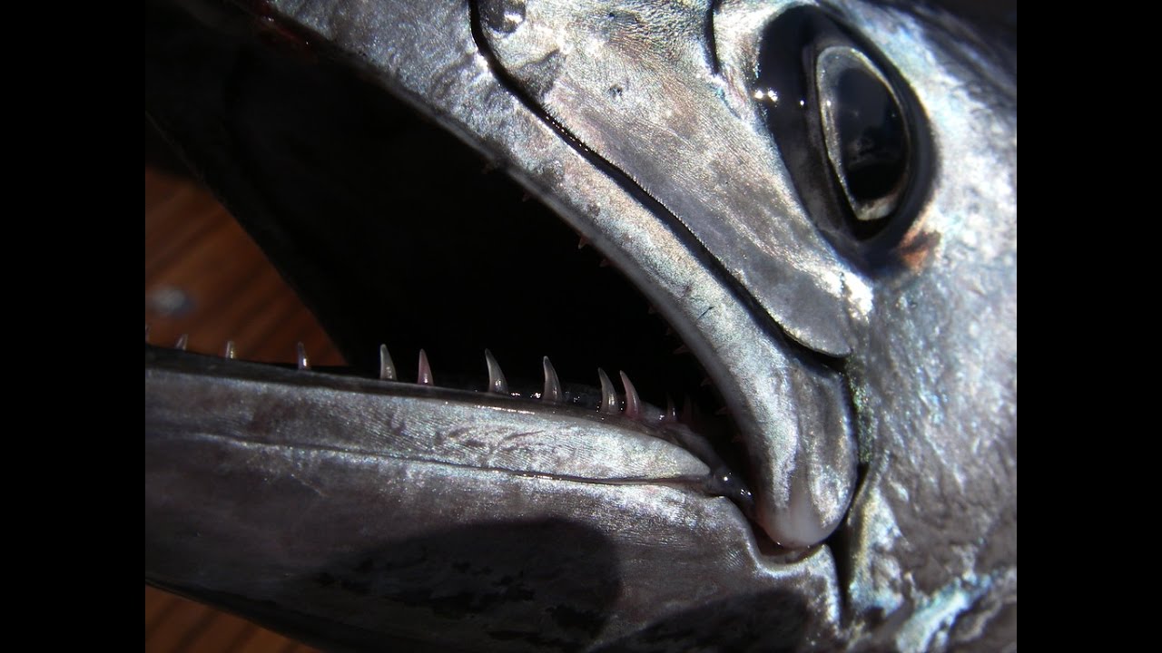 Reality Fishing Explorer - EPS2 - Messina - Spinning Mangianze - Pesca TV 236 SKY - 2016