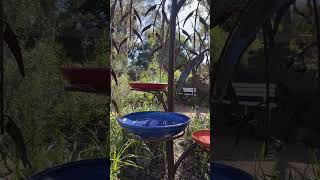 Birds playing with water #perth #spring