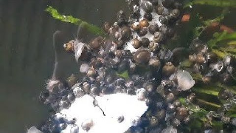 GIAO ỐC BƯƠU ĐEN GIỐNG ĐẾN AO Ở TÂN CHÂU AN GIANG-TRẠI ỐC VĂN HẢI