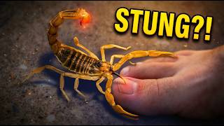 10 Tiny Animals That Can Kill You?