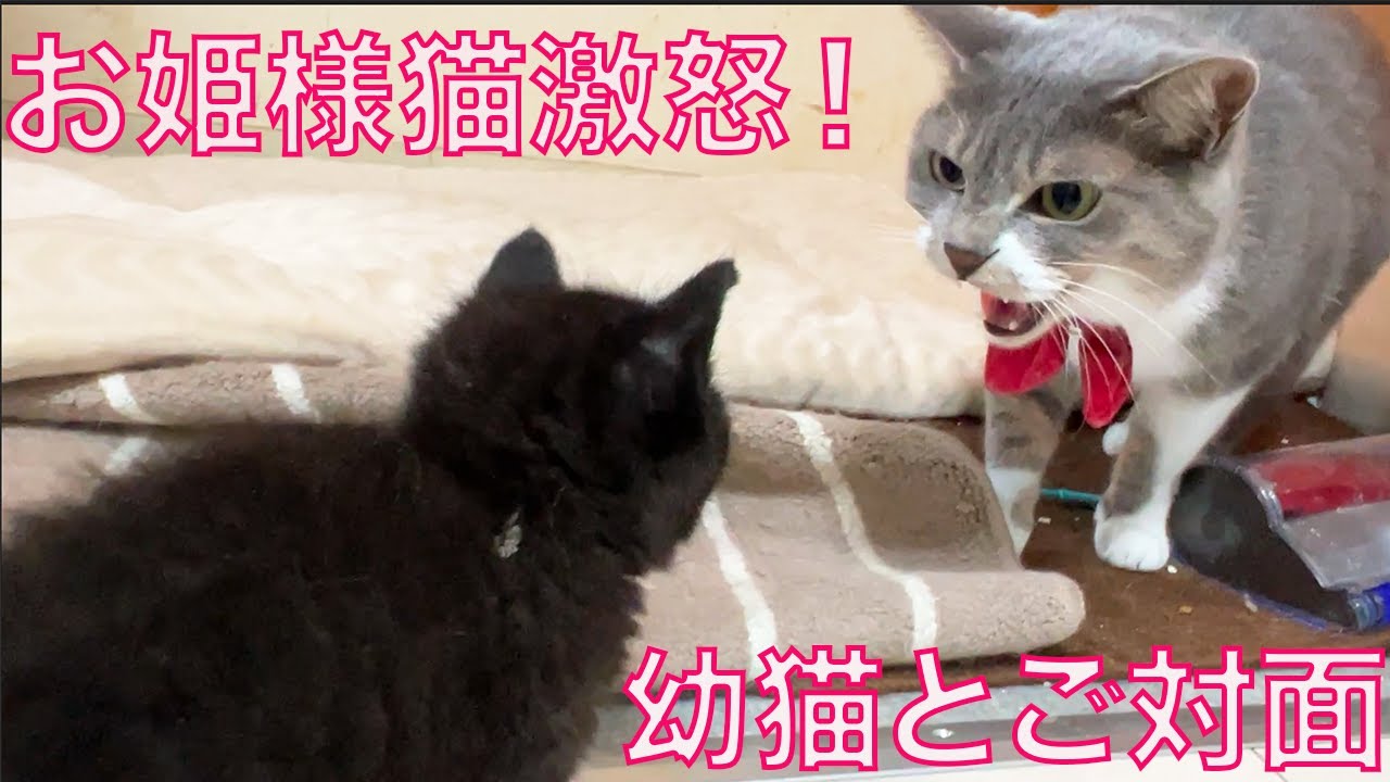 保護幼猫兄妹、珍妙オトナ猫たちと対面する The princess-cat had met