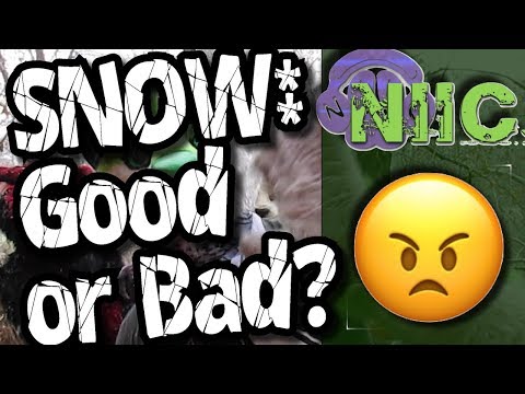 SNOW: Good Or Bad?
