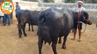 5 Star - #Murrah #Buffaloes in Village- Dhamtan Sahib, Jind, Hisar.(Ram Niwas Ji 94668-37502).