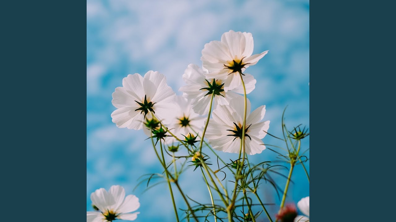 在 YouTube 上觀看「Spring」 在 YouTube 上觀看「Spring」