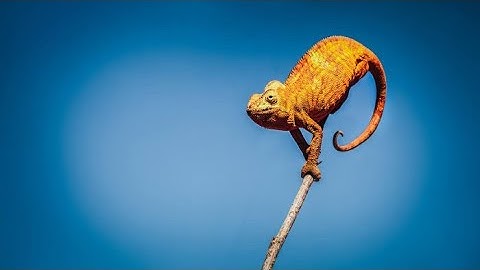 PMBOK7: Ch 3.11  ADAPTABILITY & RESILIENCE  | Project Management Principles | PMBOK7