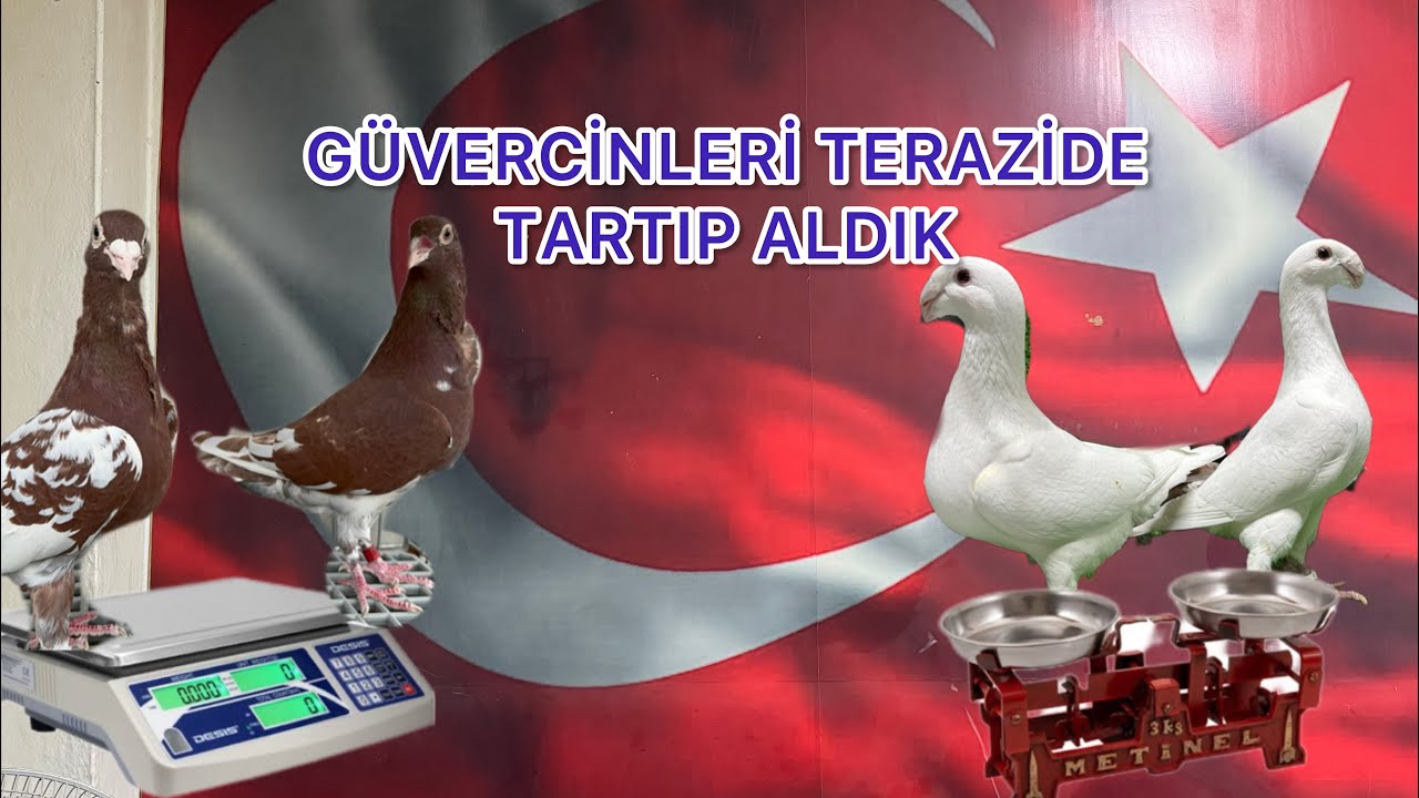 KİLO İLE KUŞ MU ALINIR ?  KİM KARLI SİZCE ?  NASIL KUŞLAR SEÇTİM