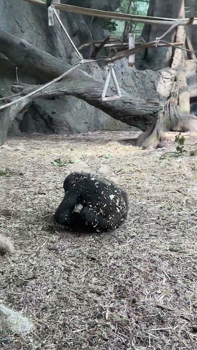 Somersaulting Baby Gorilla || ViralHog