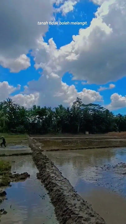 #story wa di sawah