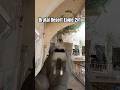 Brutal Desert Eagle 2v1 #bodycam #tacticalgaming