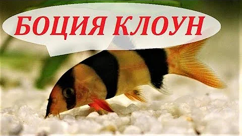 Боция клоун в аквариуме. Содержание, разведение боций, уход, совместимость, чем кормить.