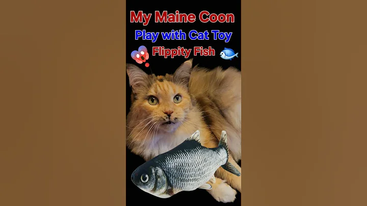 Video 11859941: maine coon cat playing, cat fish