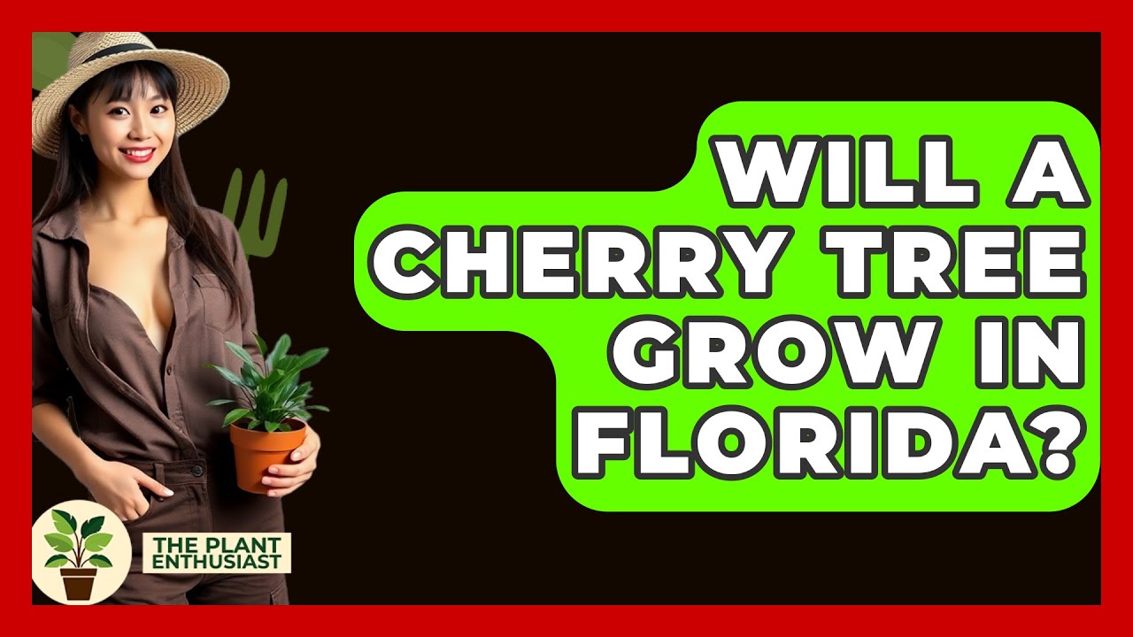 Will A Cherry Tree Grow In Florida? - The Plant Enthusiast