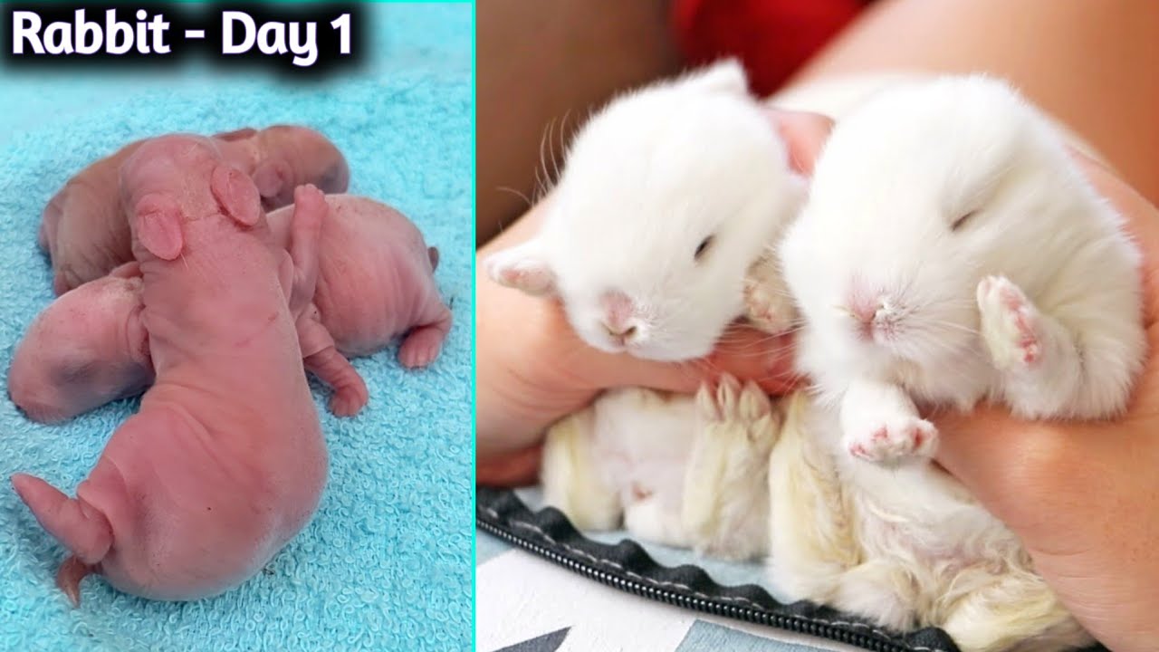 Watch Rabbit Growth - Baby Rabbits Grow Up Day By Day - YouTube