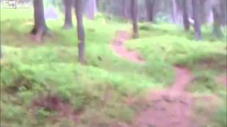 Wombo Combo Spoof Deer Runs Over Dog