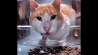 cat eating then looking at the camera meme