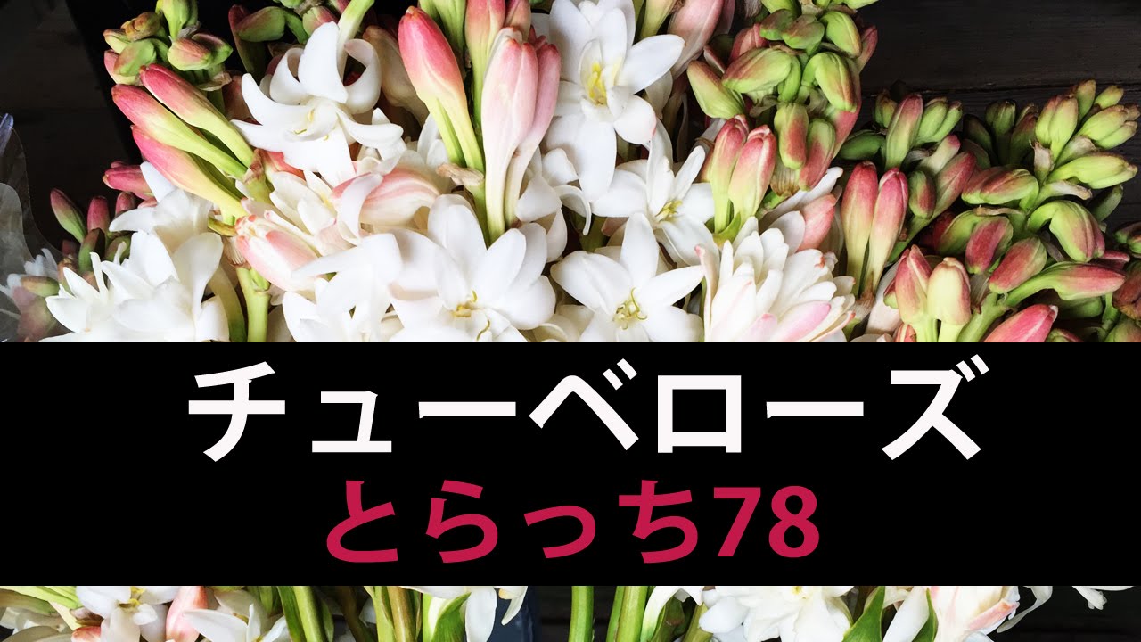 チューベローズ 沖縄の花情報 とらっち78 Youtube