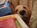 見てるだけ（あんたどこの犬）