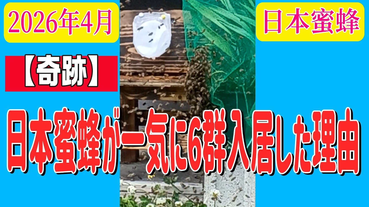 日本蜜蜂生体 日本みつばちの蜜 | 宇和島農産 株式会社