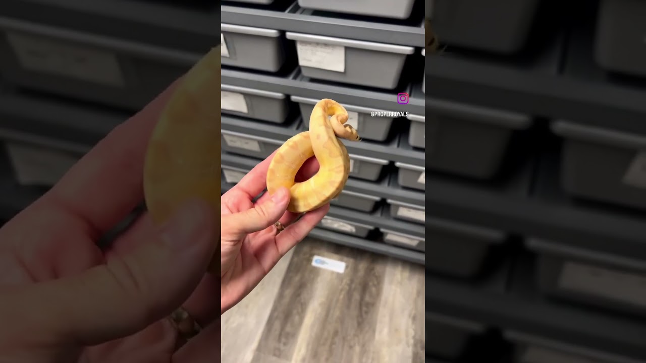 Banana Enchi Pastel Clown Ball Python 🤩 