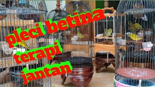 pleci betina untuk terapi jantan