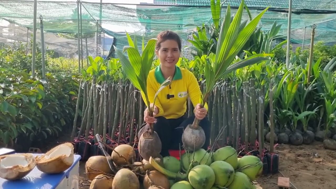 2 LOẠI DỪA XUẤT KHẨU VÀ ĐÁNG TRỒNG NHẤT HIỆN NAY