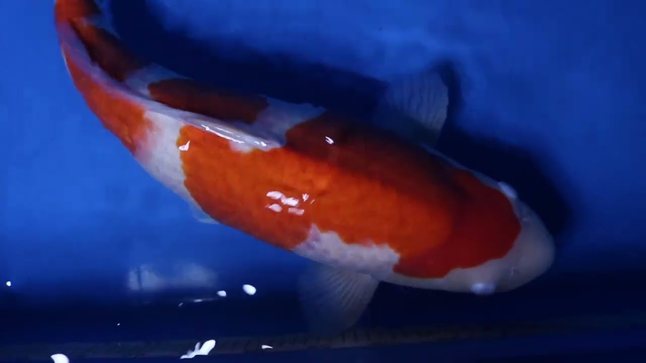 Sakai Kohaku 63cm - YouTube