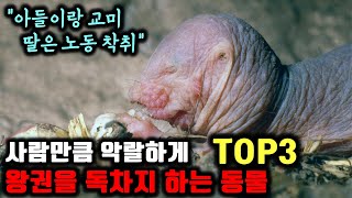 이 동물들이 왕권을 유지시키는 기가 막힌 방법