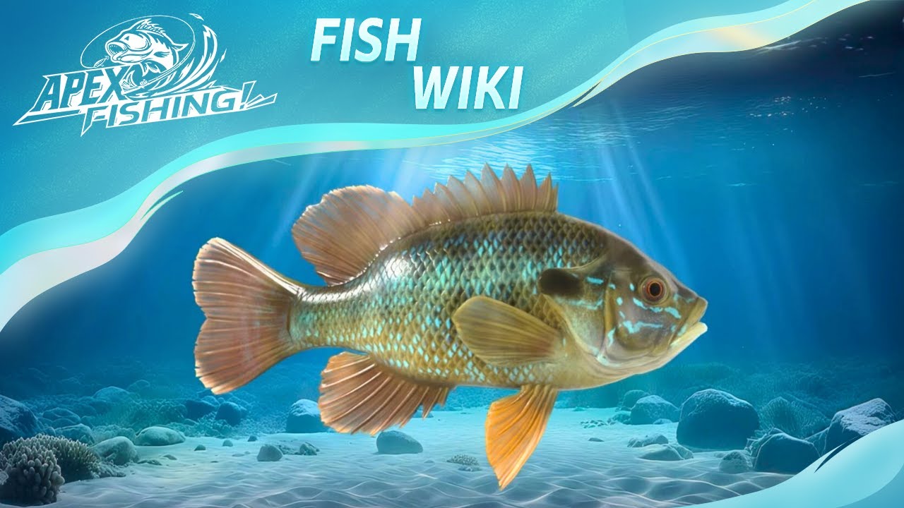 Fish Wiki #2 | Green Sunfish Showcase