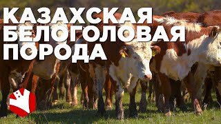 Казахская белоголовая корова | Мясные породы коров | Разведение и содержание коров