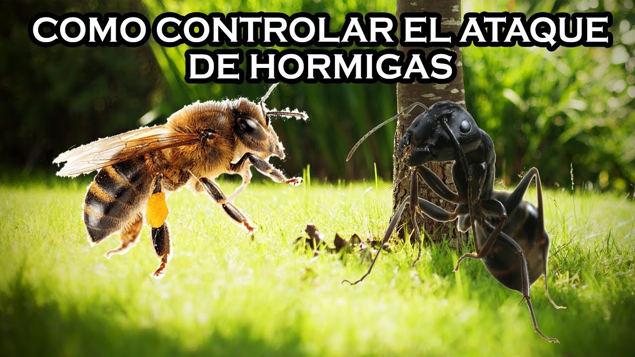 Como controlar el ataque de hormigas en tus colmenas de abejas - YouTube