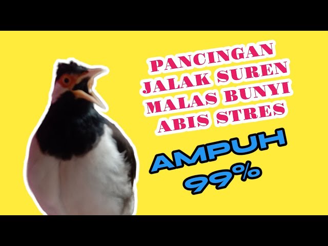 Pancingan Jalak Suren Malas Bunyi Abis Stres 99% Ampuh class=