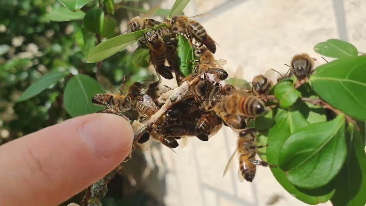 O ciudatenie despre albine