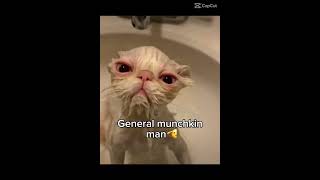 #cat #memes #youtubeshorts