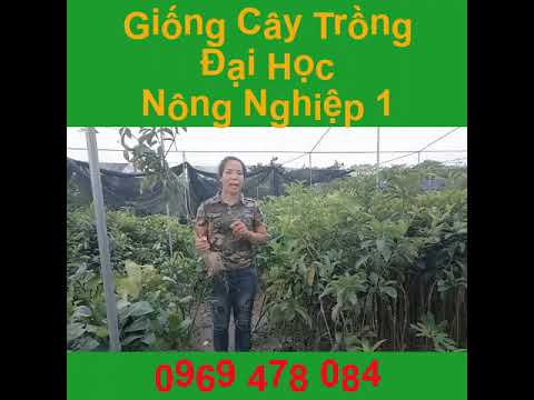 Video [2022] Cây Giống Trồng Tại Nông Nghiệp 1|Hương Miên -... - YouTube