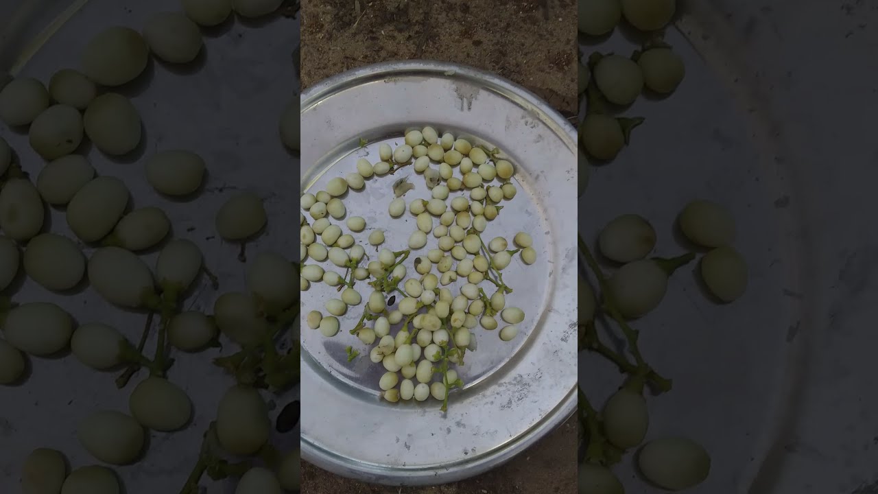 زراعه مسك الليل من البزره