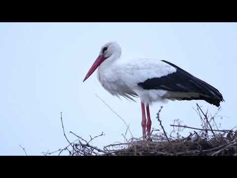 ቪዲዮ: በNest ቴርሞስታት ላይ የአየር ሞገድ ምን ማለት ነው?