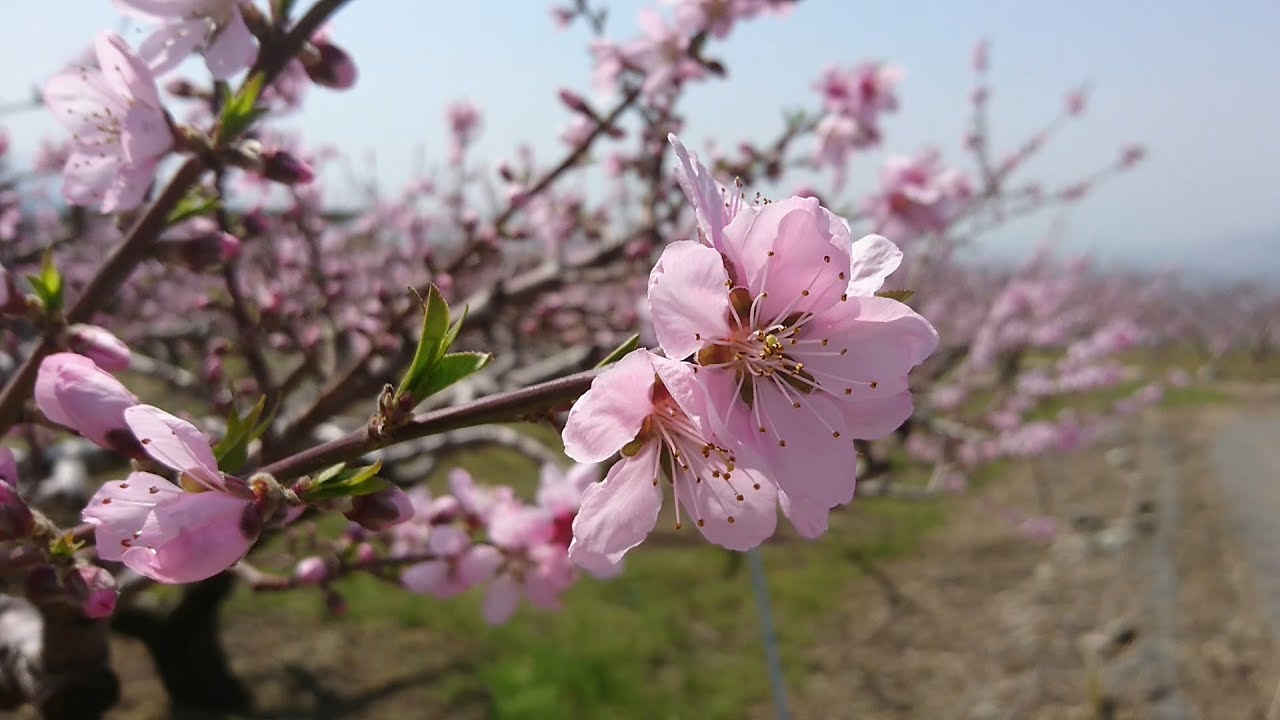 桃 の 花 山梨 見頃