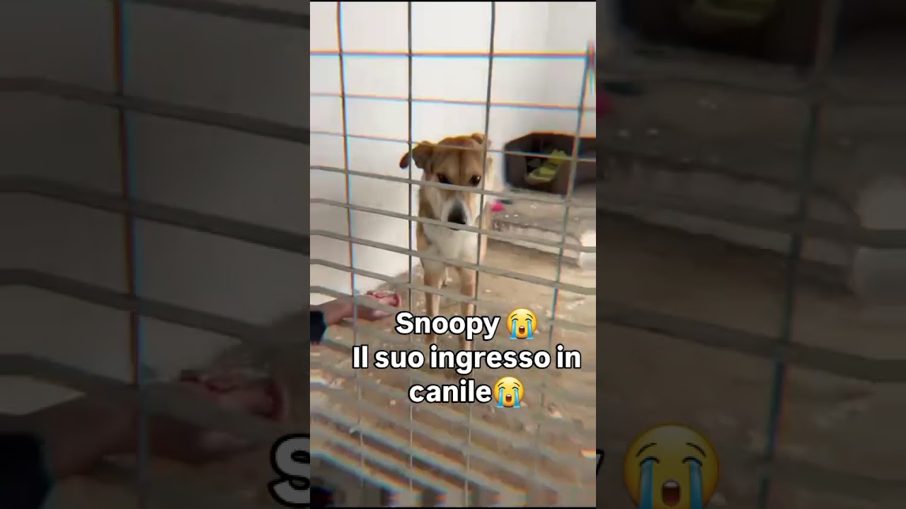 Mr Beast You Collab Chihuahua Trendingreels Duet - YouTube Auto PHP Script