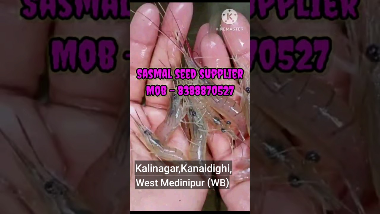 Buy Shrimp Seed Through Online (চিংড়ি মাছের মিন) 