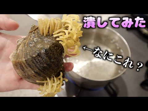 貝から生えてる寄生虫？をブチっと潰したら、、、うわぁぁぁぁ