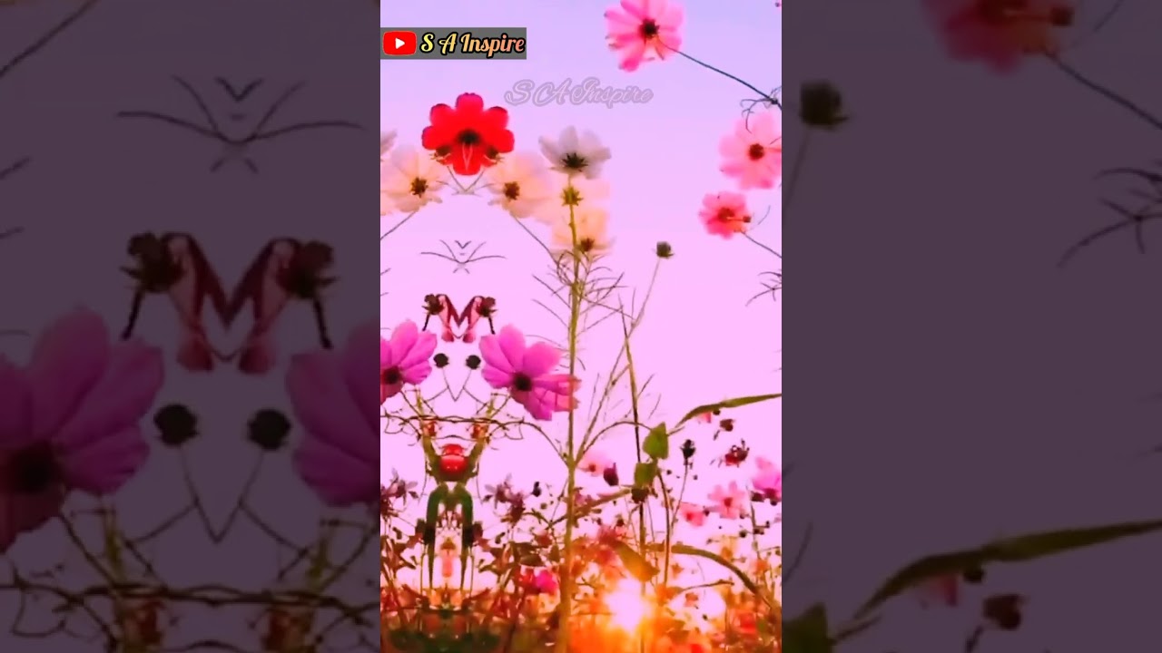 Flowers scenery🌺🌸