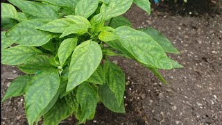 How To Spot & Fix Magnesium Deficiency In Pepper Plants! Epsom Salt Fish Fertilizer Cal-Mag Sulfate
