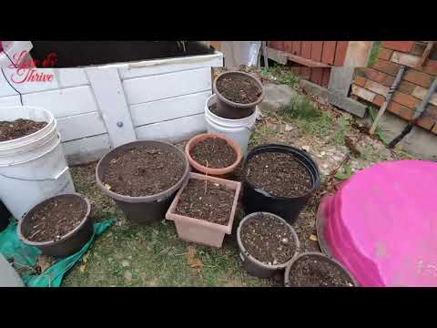 Ep107: Part 1 - Harvesting Compost and Planting Garlic at the Backyard CompostSoil HardNeckGarlic