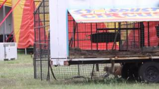 The circus is no fun for animals