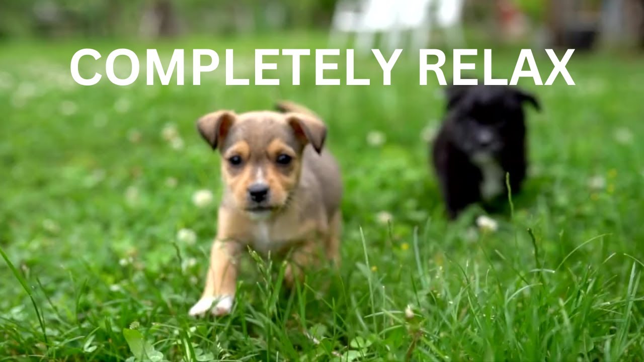 Best Sounds for puppy, soothing dog sounds for anxiety, completely