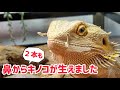 トカゲの鼻に生える幻のきのこ2本取り！【鼻エノキ】