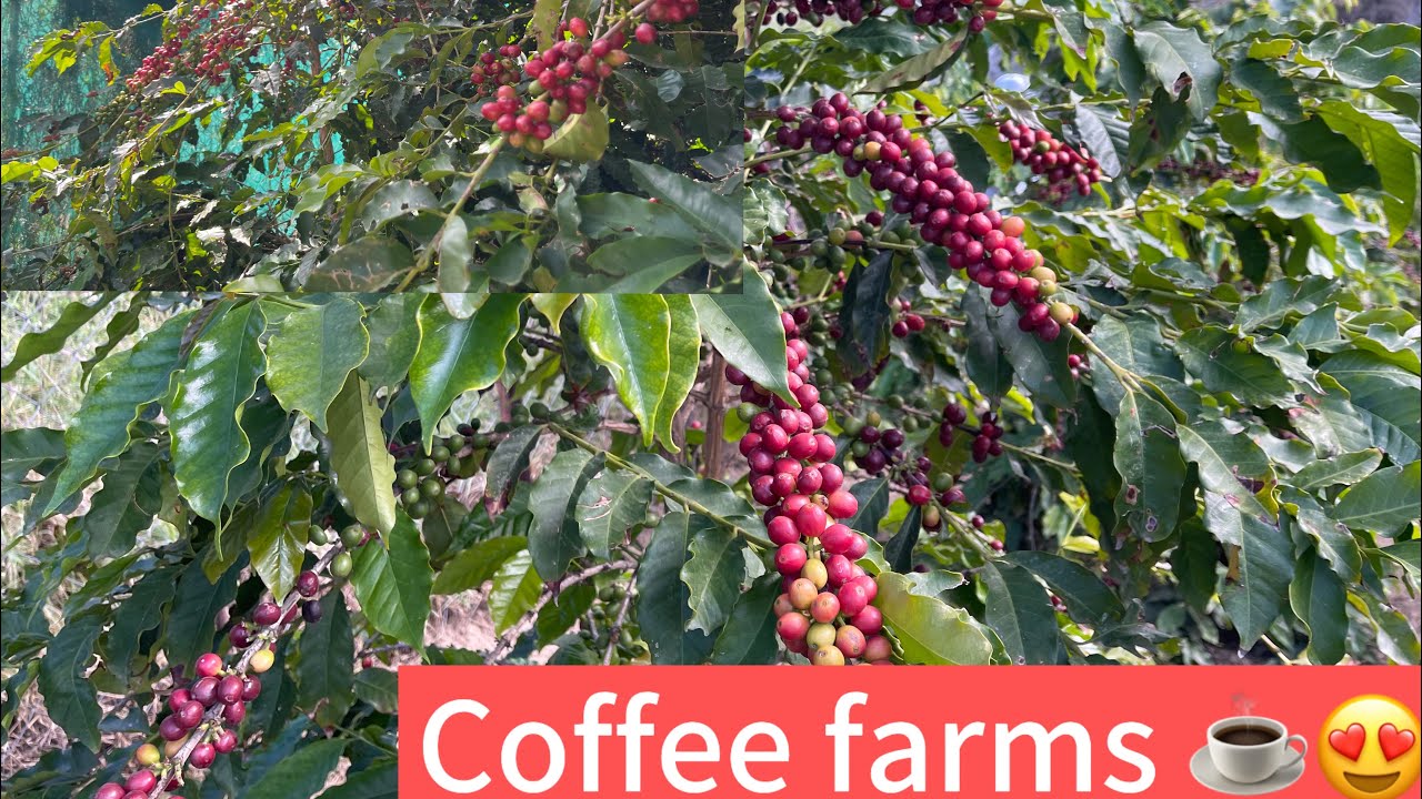 مزارع القهوة في جبل شدا الاعلى | coffee farms ☕️