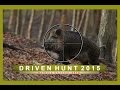 DrückJagd -  Driven Hunt